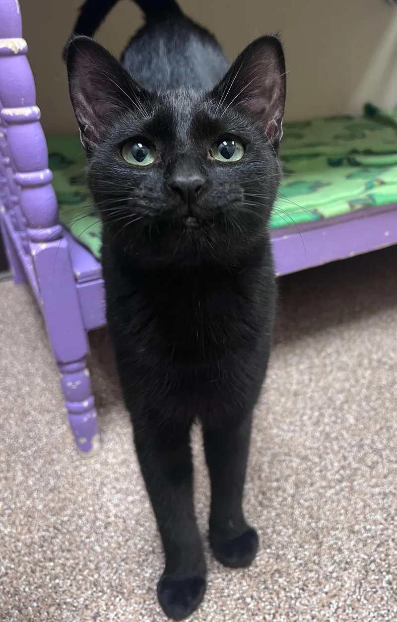 An adult medium-sized male Black Domestic Short Hair cat named Fletcher for adoption in Arlington Heights, IL