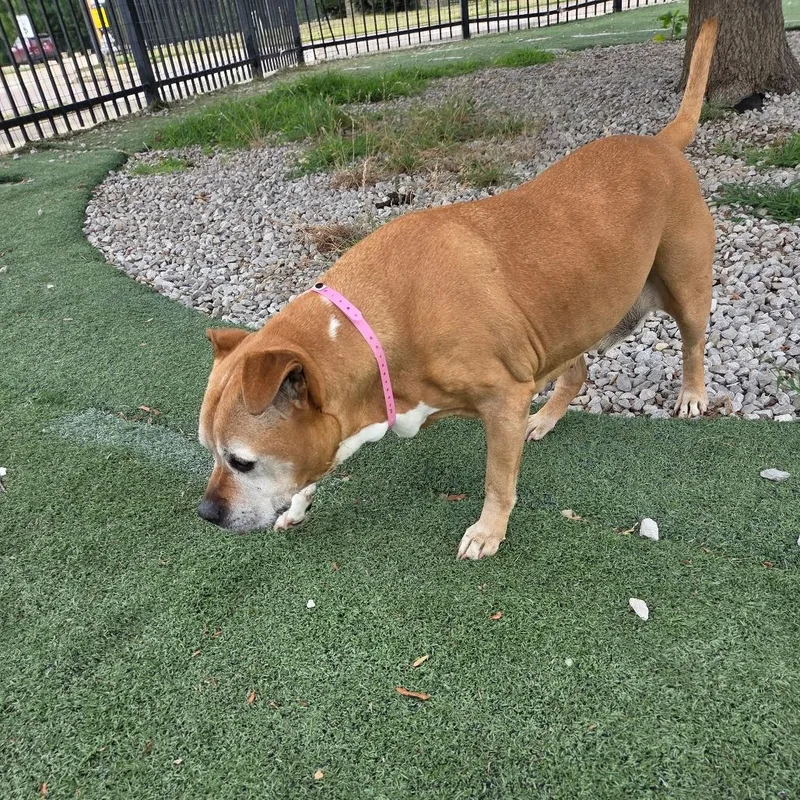 An adult large-sized female Brown / Chocolate Mixed Breed dog named Shakira for adoption in Memphis, TN