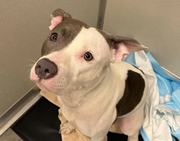 A young large-sized female Mixed Breed dog named Peralta for adoption in New York, NY