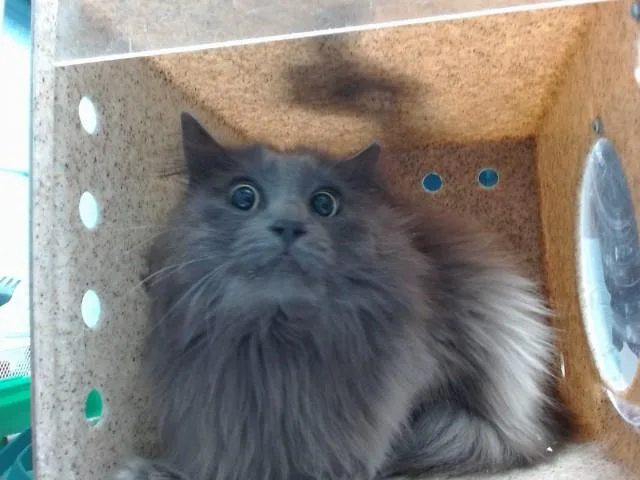 A young medium-sized male Domestic Long Hair cat named Kevin for adoption in Albuquerque, NM