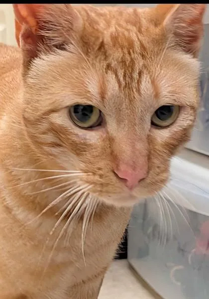 An adult large-sized male Domestic Short Hair cat named Joey for adoption in Burlington, WA
