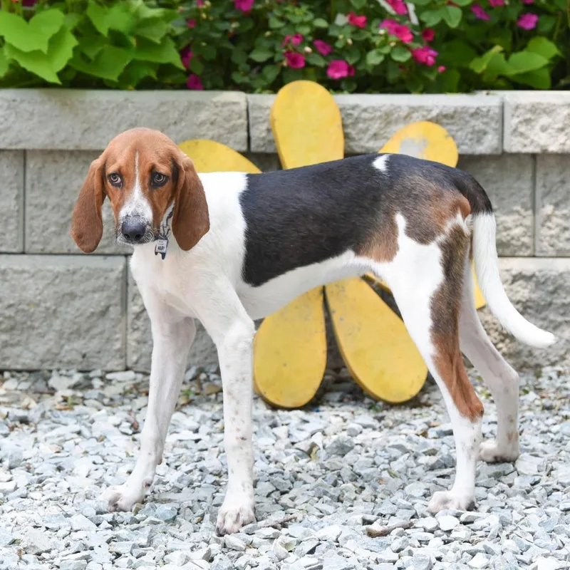 A young medium-sized male Brown / Chocolate Hound dog named Maury for adoption in Wake Forest, NC