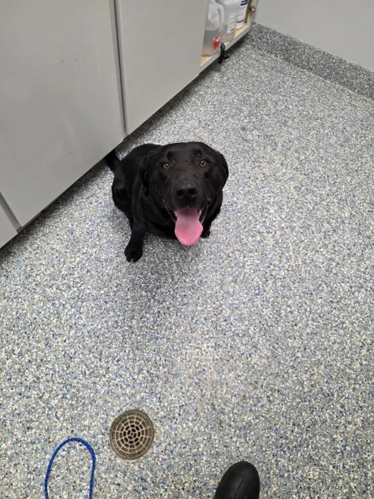 A young medium-sized female Labrador Retriever dog named Lady for adoption in Angola, IN