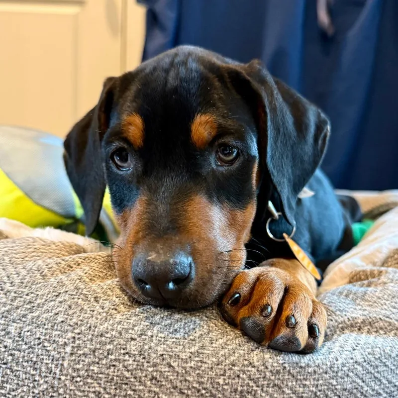 Mckenzie thumbnail 3