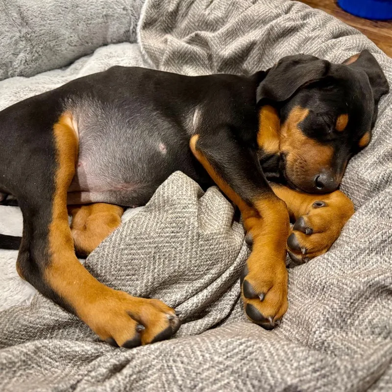 Mckenzie thumbnail 4