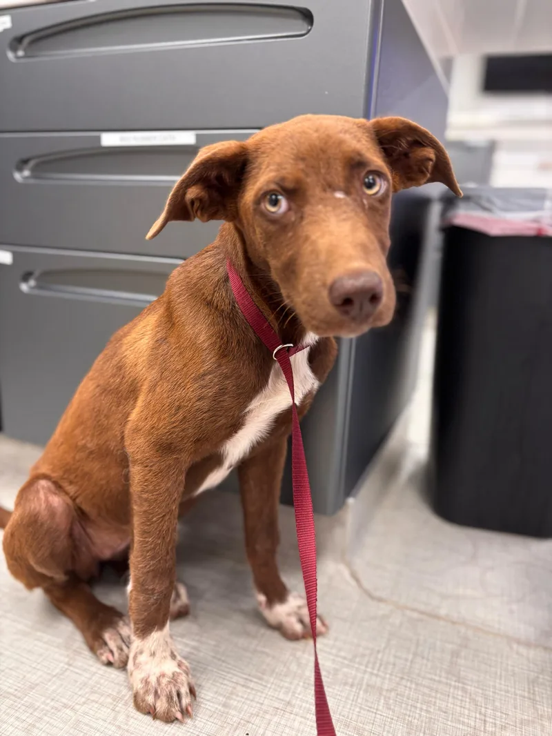 A baby medium-sized female Brown / Chocolate Labrador Retriever dog named Lizzie Lou for adoption in Pflugerville, TX