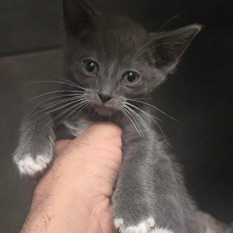 A baby small-sized male Gray / Blue / Silver Domestic Short Hair cat named Shyft for adoption in San Jacinto, CA