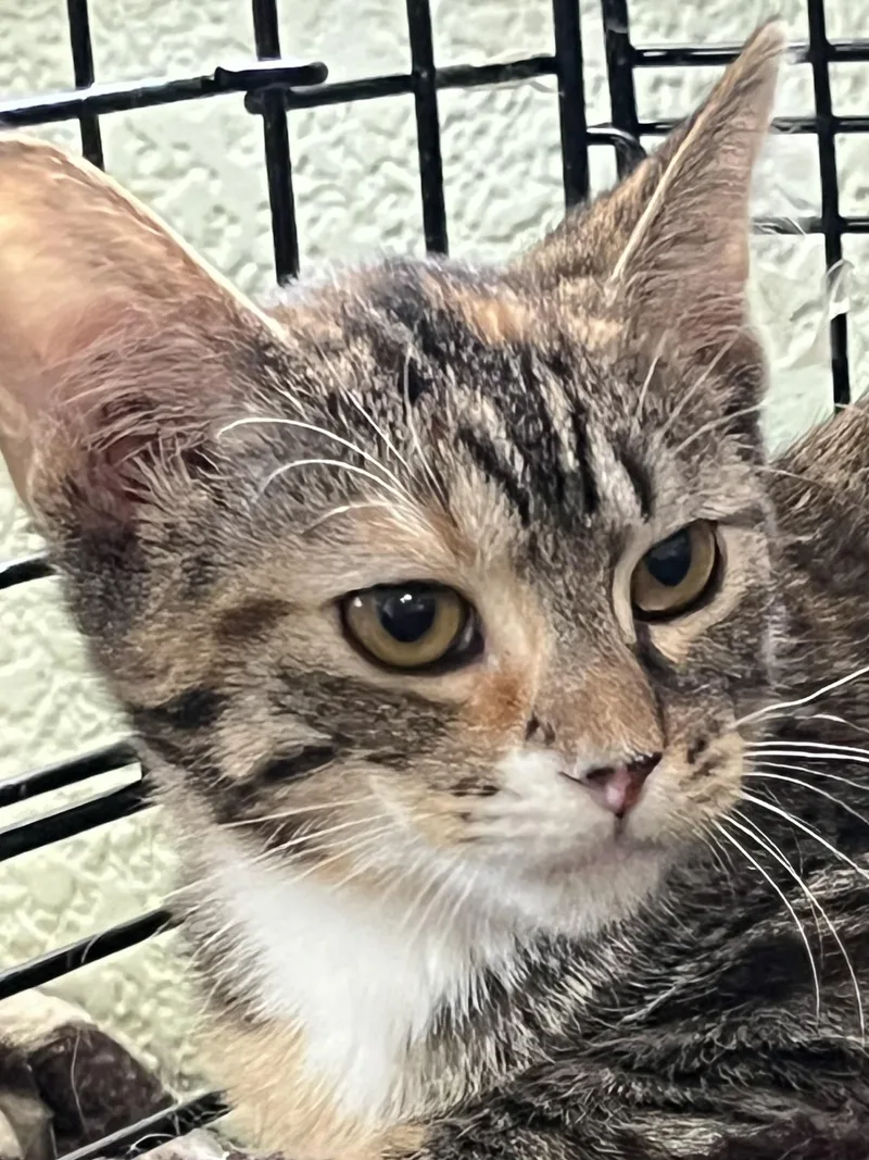 A baby medium-sized female Tabby (Brown / Chocolate) Domestic Short Hair cat named Sage for adoption in Moline, IL