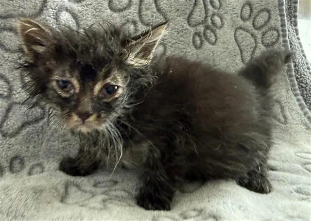 A baby small-sized female Domestic Short Hair cat named Pixel for adoption in Lancaster, CA
