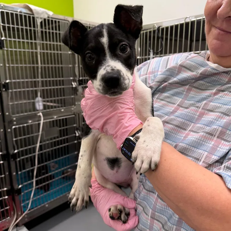 A baby medium-sized female Black Pit Bull Terrier dog named Leap Frog for adoption in Austin, TX