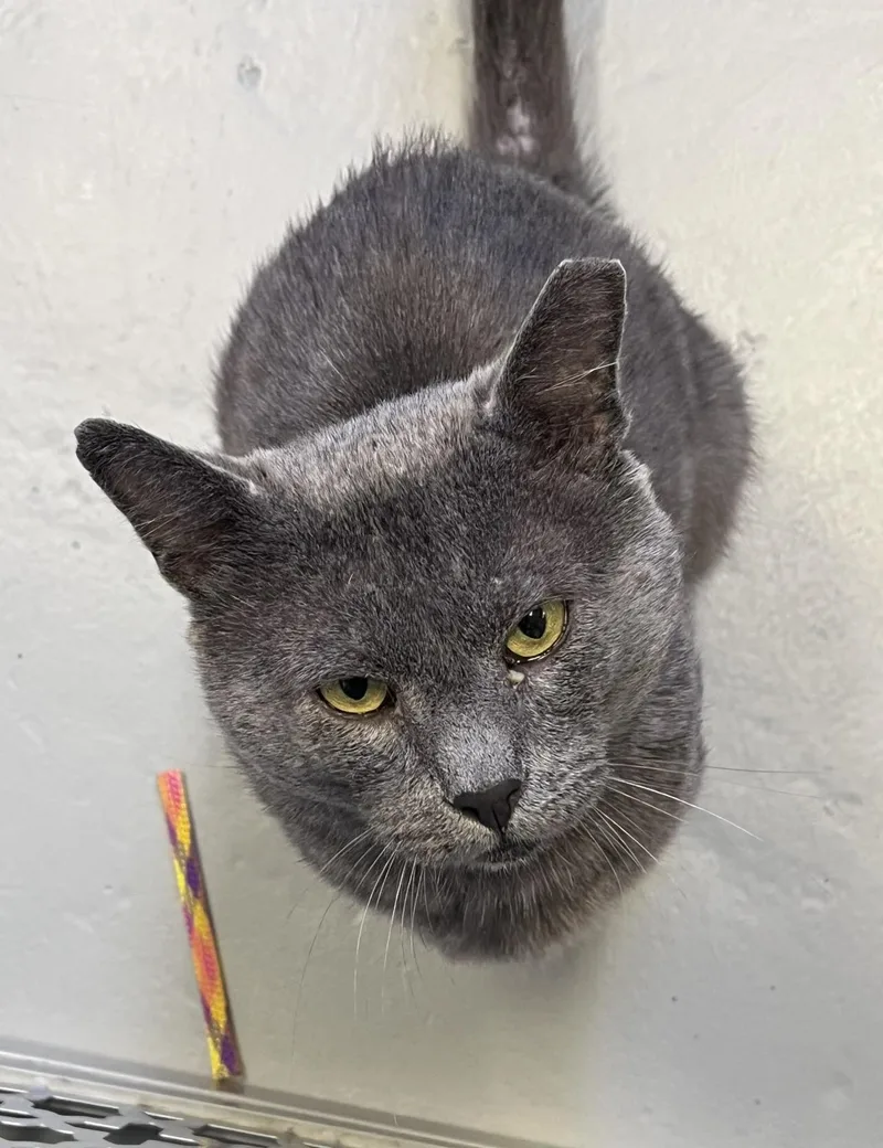 An adult large-sized male Gray / Blue / Silver Domestic Short Hair cat named Seabiscuit for adoption in East Northport, NY