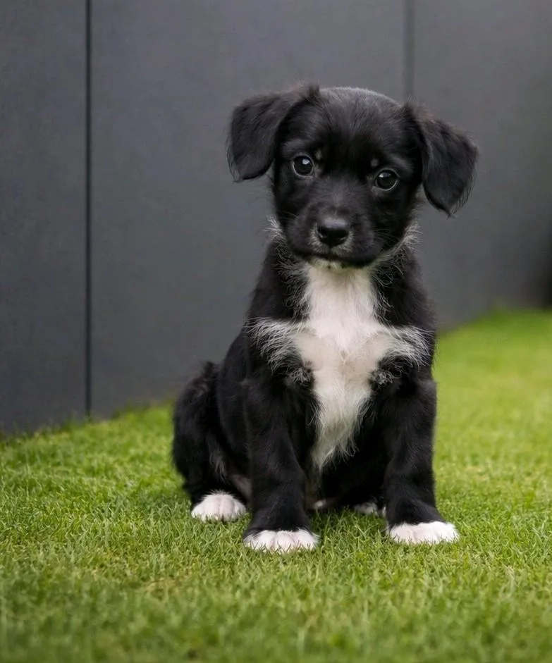 A baby medium-sized male Black Labrador Retriever dog named Outlaw for adoption in Apache Junction, AZ