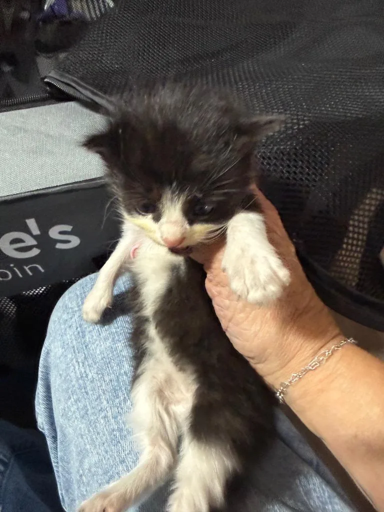 A baby small-sized female Domestic Medium Hair cat named TB  SoHo for adoption in Newnan, GA