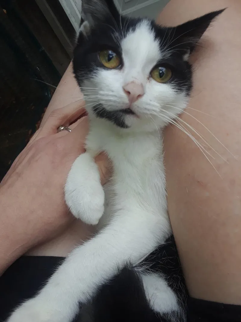 Starlink thumbnail 2