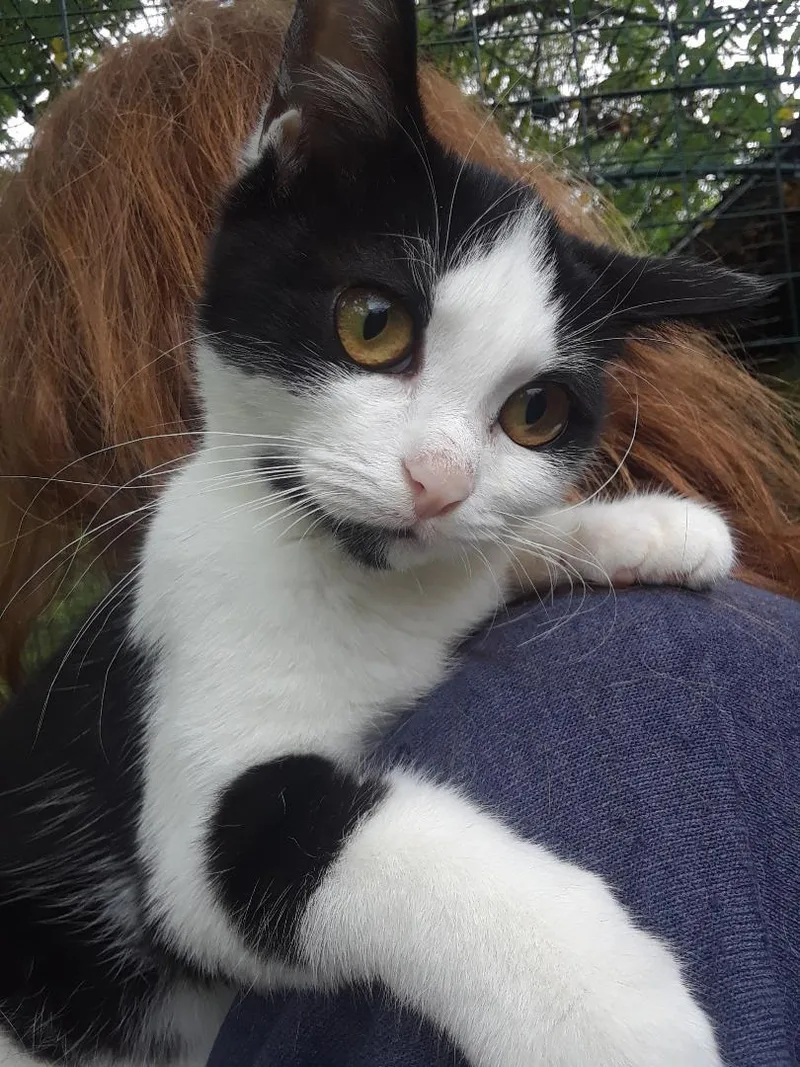 Starlink thumbnail 4