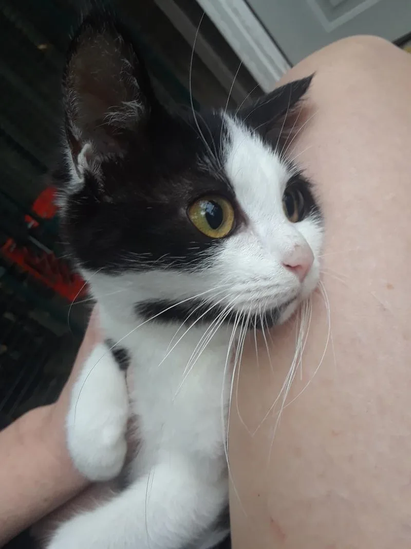 Starlink thumbnail 6