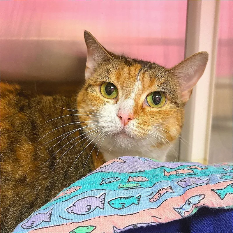 An adult small-sized female Calico Domestic Short Hair cat named Amber for adoption in Hannibal, MO