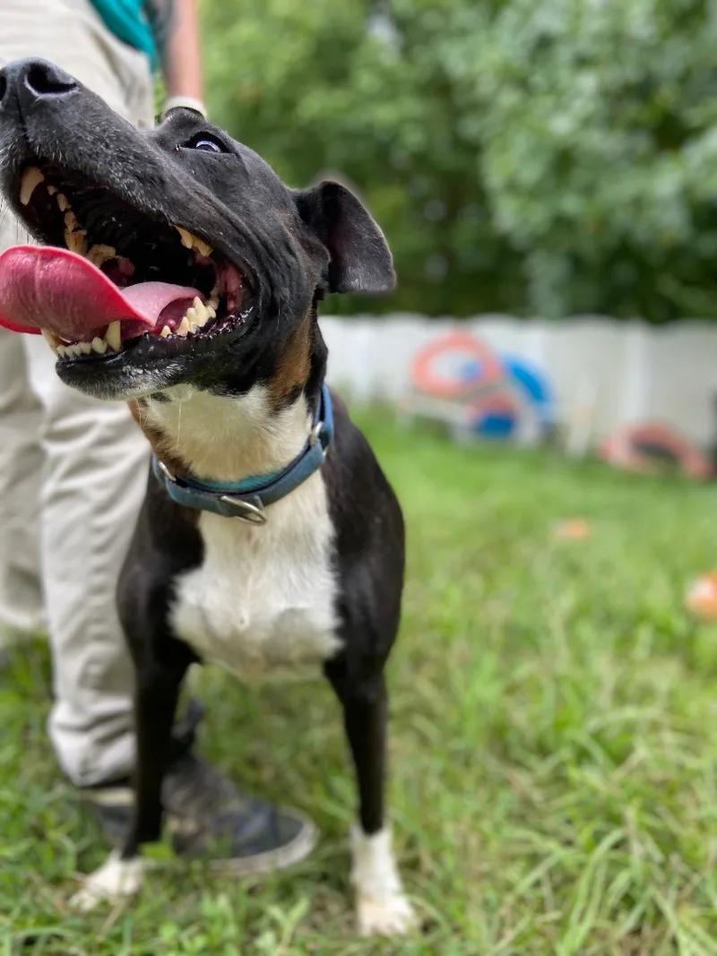 An adult medium-sized female Mountain Cur dog named Millie for adoption in Huntington, WV