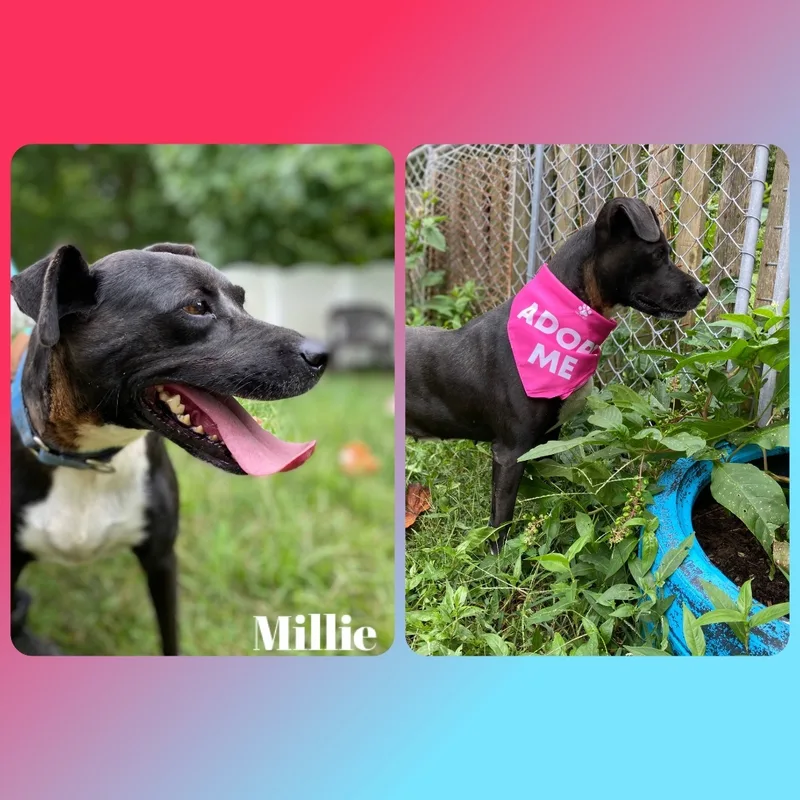 Millie thumbnail 2