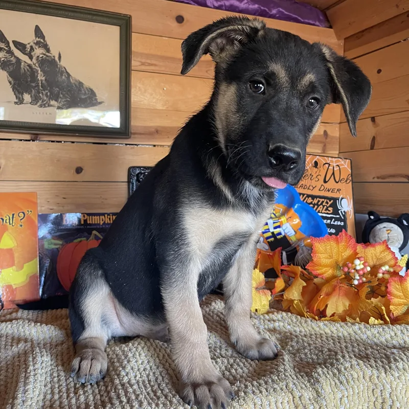 A baby medium-sized male Bicolor German Shepherd Dog dog named Bear for adoption in Vacaville, CA
