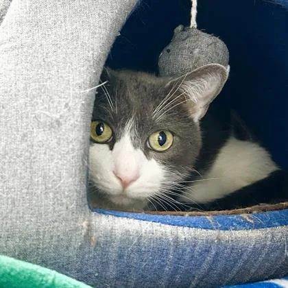 An adult small-sized male White Domestic Short Hair cat named Bell for adoption in Atlanta, GA