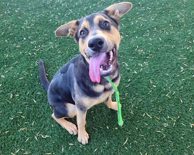 A baby medium-sized female German Shepherd Dog dog named Brooklyn for adoption in Antioch, CA