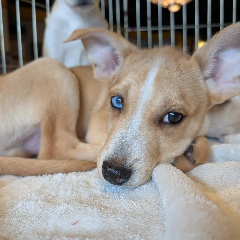 Scrappy Doo thumbnail 2