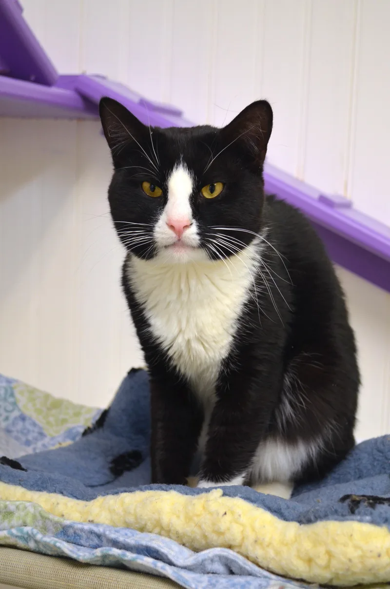 A young medium-sized male Black & White / Tuxedo Domestic Short Hair cat named Hemi for adoption in Westbrook, CT
