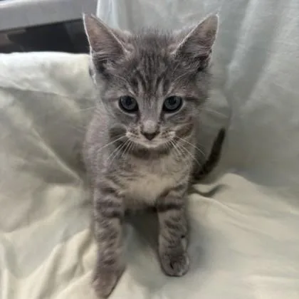 A baby small-sized female Domestic Short Hair cat named Violet for adoption in Janesville, WI