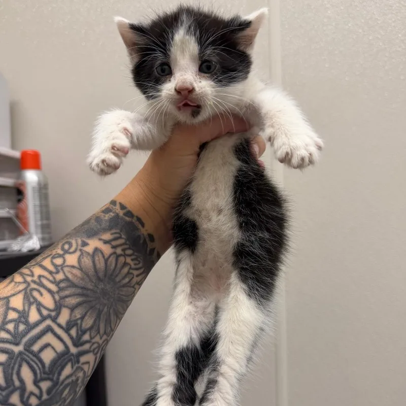 A baby small-sized male White Domestic Short Hair cat named Doodle for adoption in Morganton, NC