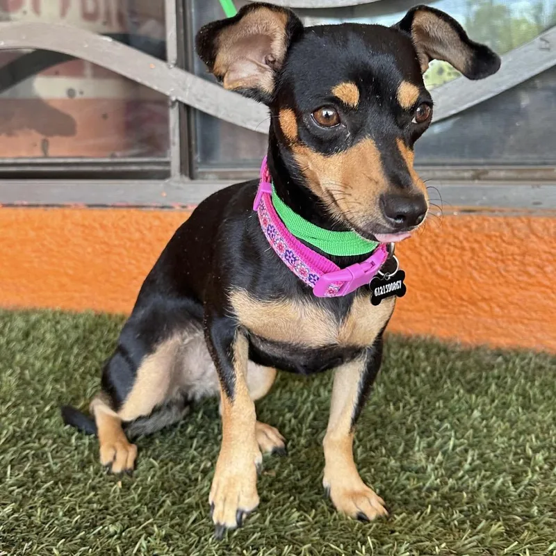 An adult small-sized female Black Chihuahua dog named Petunia for adoption in Portland, OR