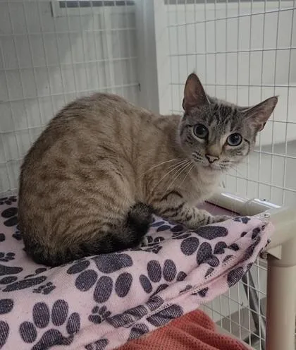An adult medium-sized female Siamese cat named Piper for adoption in Elmira, NY