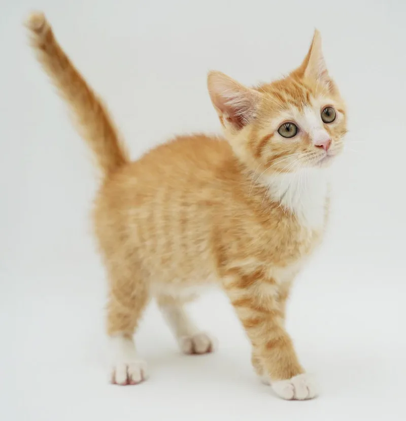 A baby small-sized male Orange / Red Tabby cat named Fanta  So Funny for adoption in Bedford Hills, NY