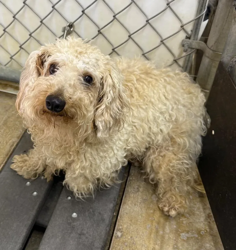 A young small-sized female Maltese dog named Greta for adoption in Lagrange, IN