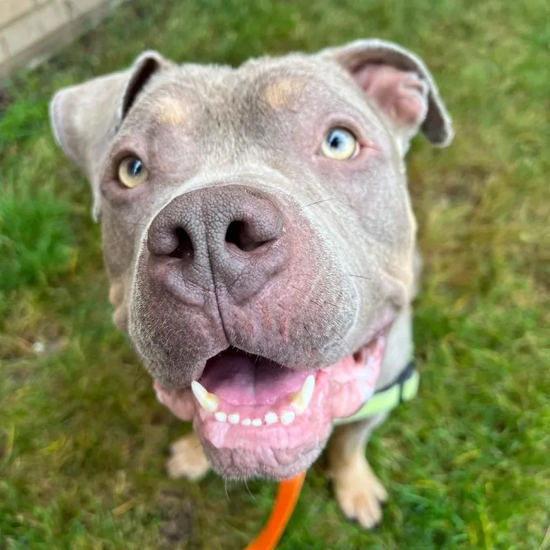 An adult large-sized male Gray / Blue / Silver Mixed Breed dog named Meatball for adoption in Pittsburgh, PA