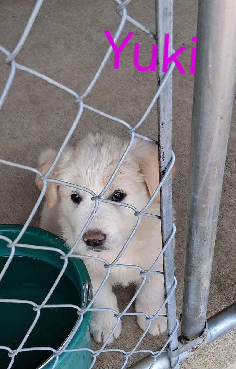 A baby small-sized female Great Pyrenees dog named Yuki for adoption in Lynchburg, TN