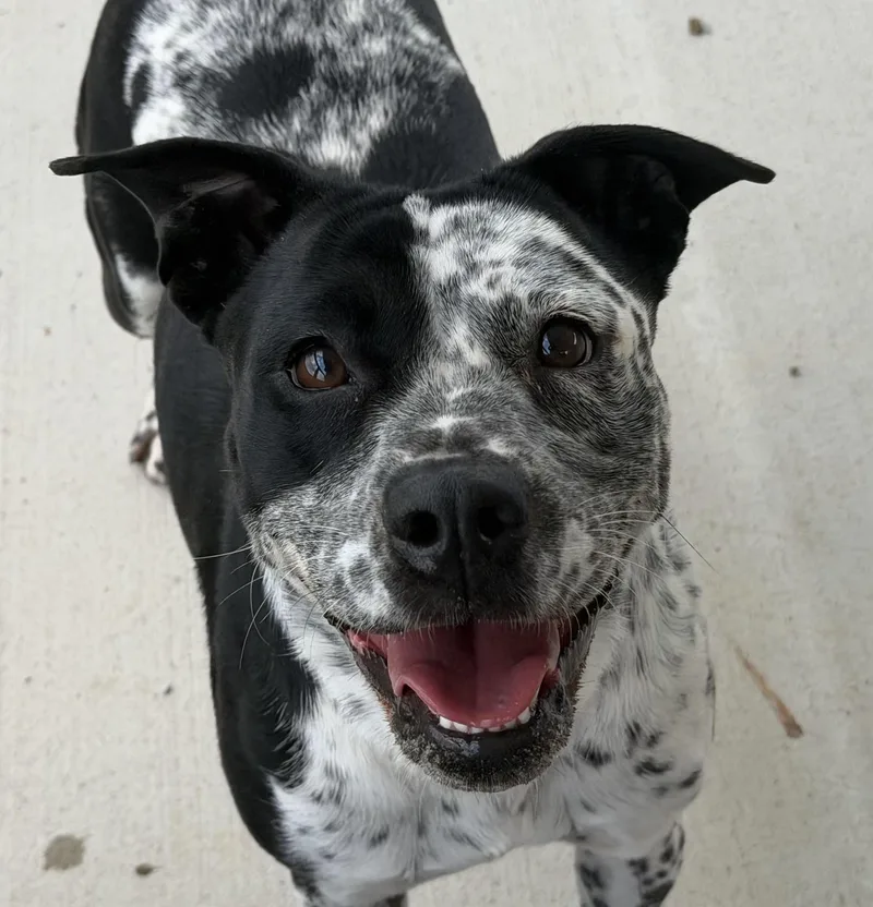 An adult medium-sized female Australian Cattle Dog / Blue Heeler dog named Bindy for adoption in Georgetown, KY