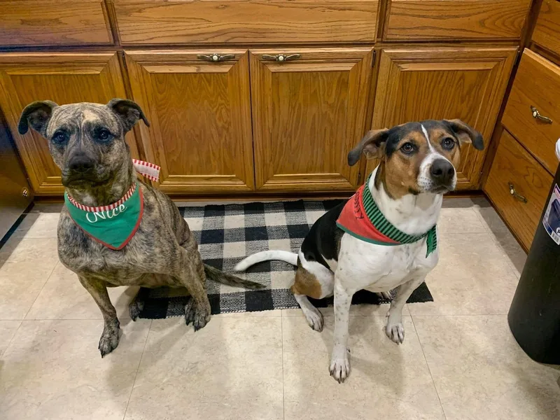 Fanta Bonded Pair thumbnail 3