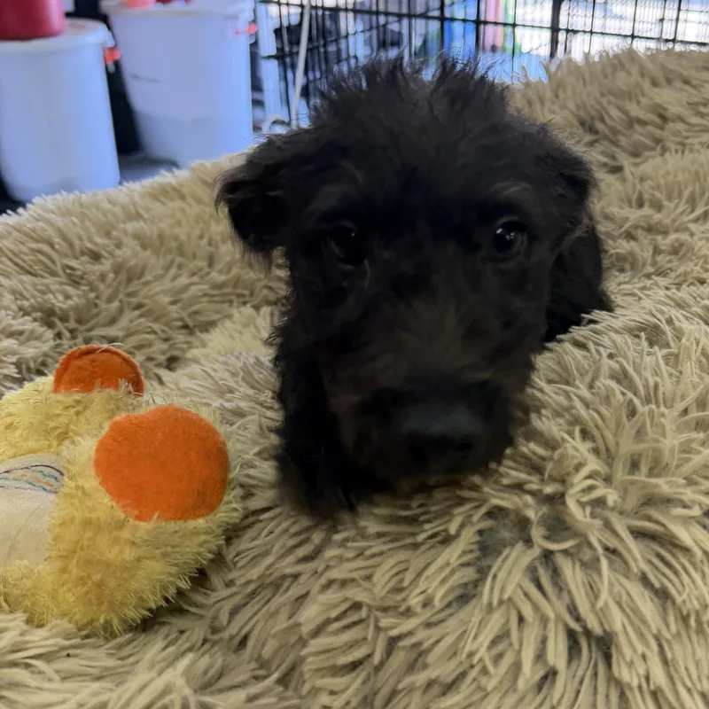 A baby medium-sized male Schnauzer dog named Remey week for adoption in Muldrow, OK