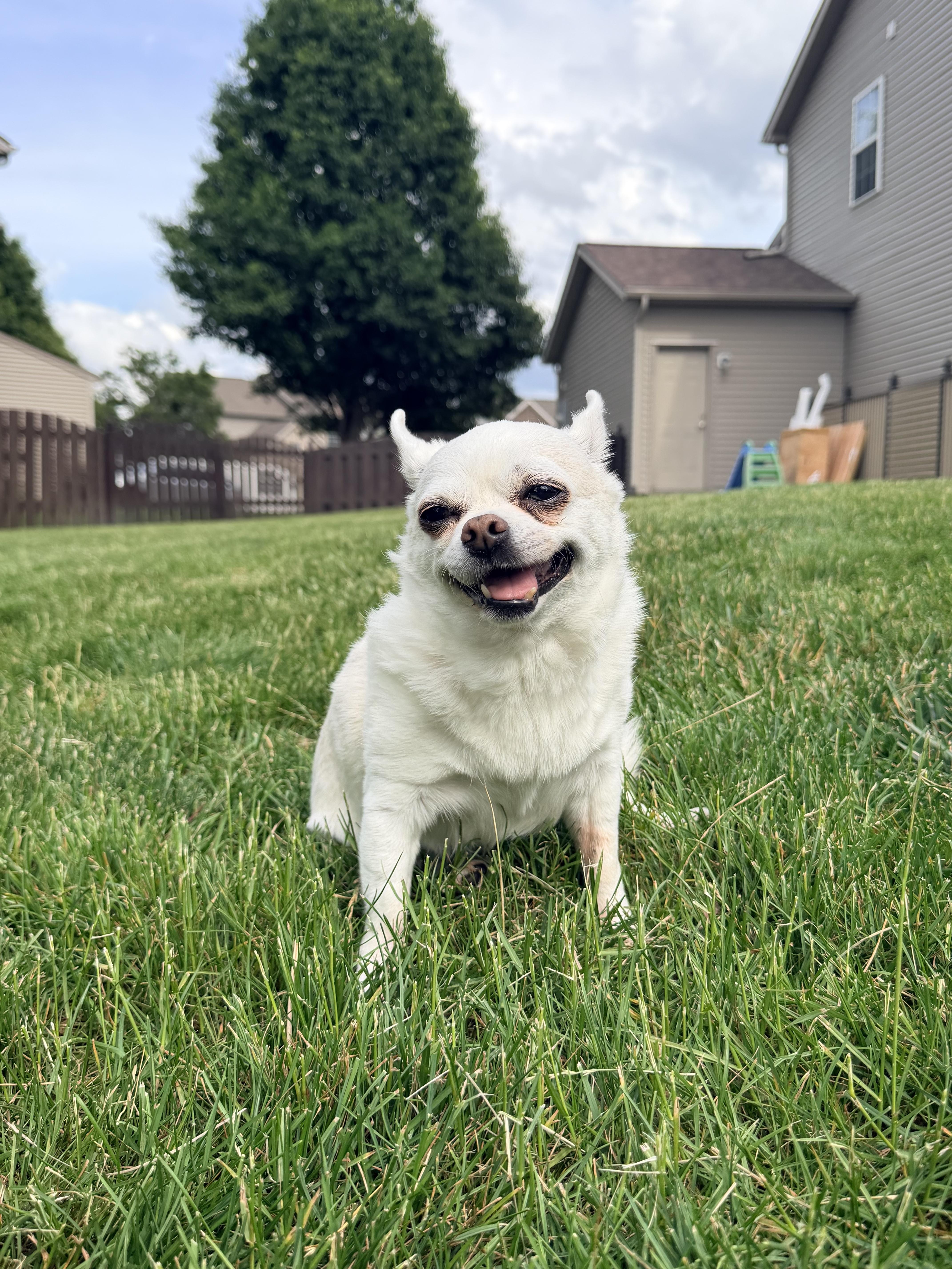 A senior small-sized female Yellow / Tan / Blond / Fawn Chihuahua dog named Nina for adoption in Whitestown, IN