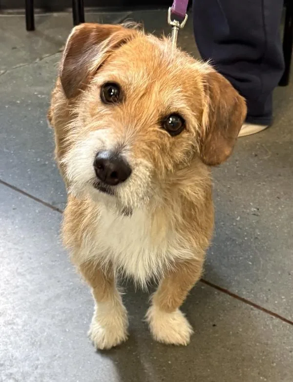 An adult small-sized male Terrier dog named Pen Norbit for adoption in Lawrenceville, GA