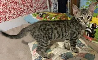 A baby medium-sized male Domestic Short Hair cat named Tug of War for adoption in Wheaton, IL
