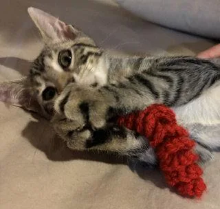 Tug of War thumbnail 3