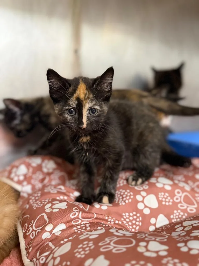 A baby large-sized female Domestic Medium Hair cat named Libra for adoption in Carthage, MO