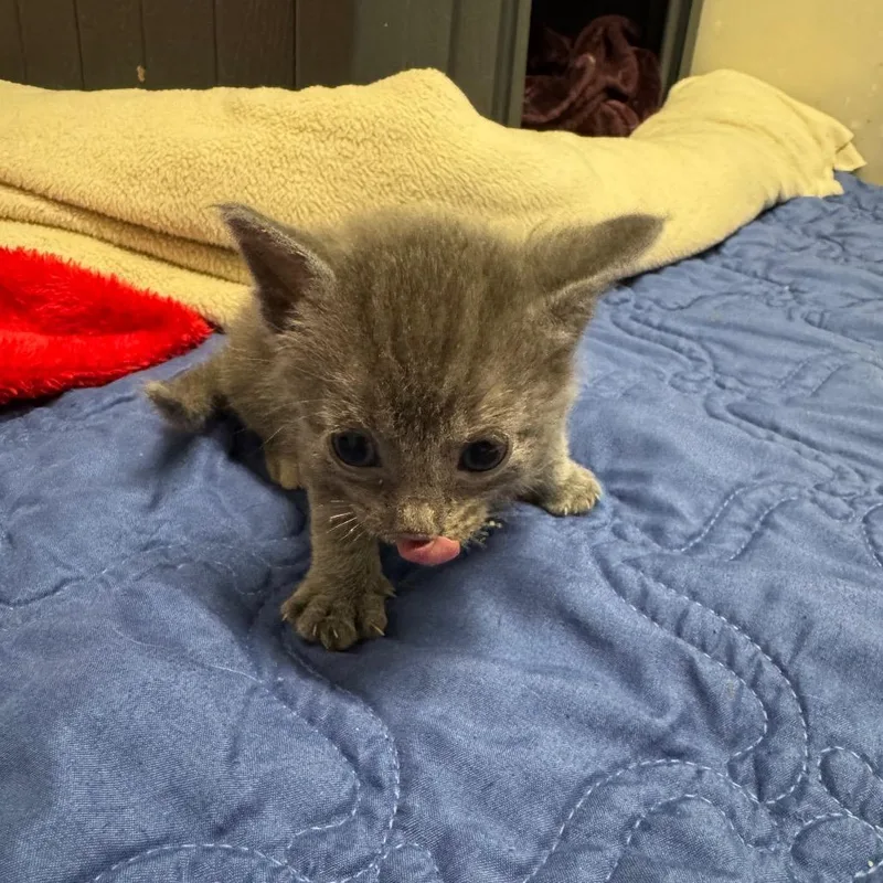 A baby small-sized female Gray / Blue / Silver Domestic Short Hair cat named Alice for adoption in Milford, IA