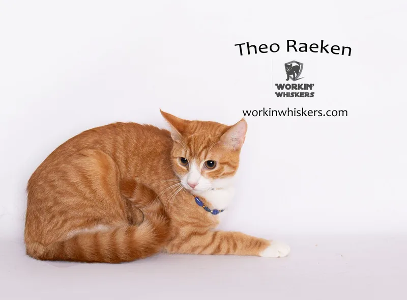 A young medium-sized male Orange / Red Tabby cat named Theo Raeken for adoption in HEMET, CA
