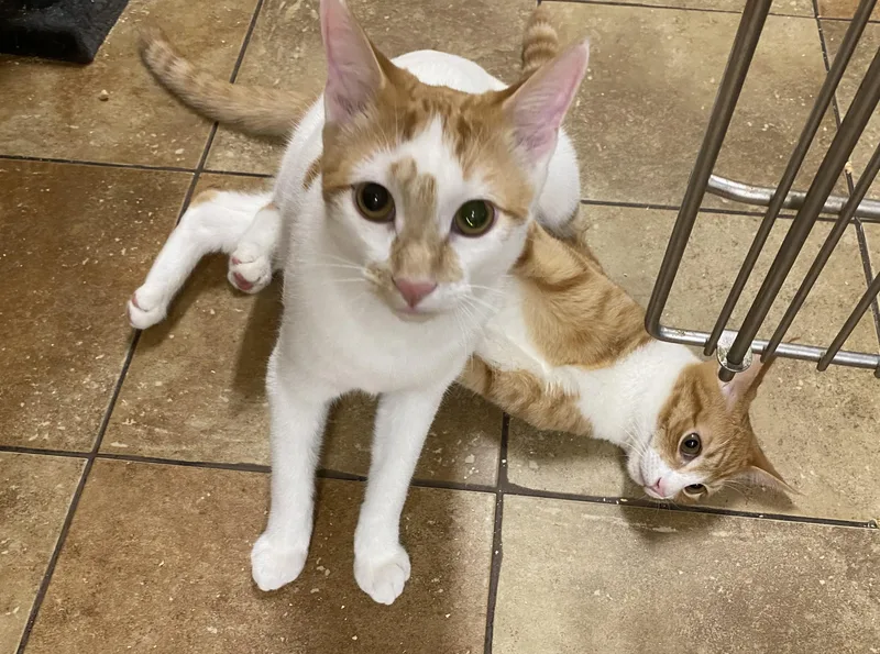 Theo Raeken thumbnail 3