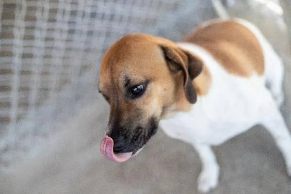 A young medium-sized male Terrier dog named Mr Smee for adoption in Seymour, IN