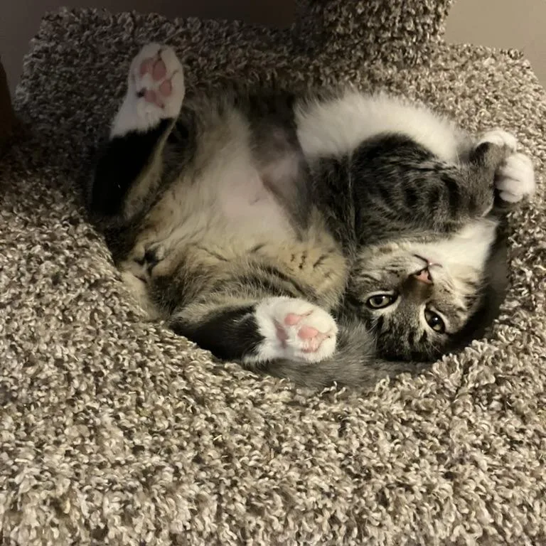 A young small-sized female Brown / Chocolate Domestic Short Hair cat named Asteroid for adoption in Lyndhurst, VA