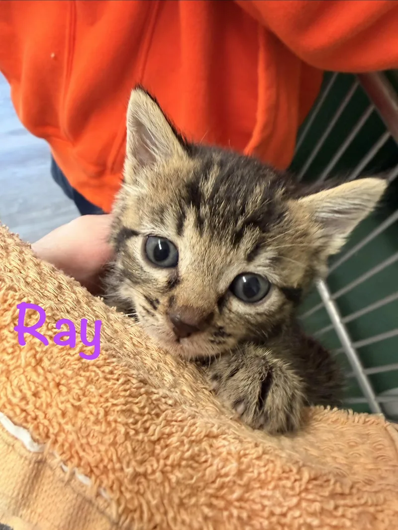 A baby medium-sized female Tabby (Brown / Chocolate) Tabby cat named Ray for adoption in Crescent City, CA